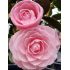 Camellia japonica ´Pearl Maxwell´