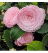 Camellia japonica ´Pearl Maxwell´