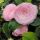 Camellia japonica ´Pearl Maxwell´