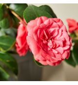 Camellia japonica ´Rosedale´s Beauty´