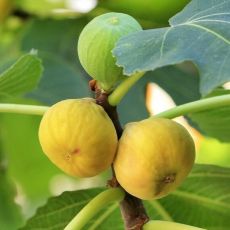 Ficus carica ´DOTTATO´ na kmienku