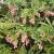 Enkianthus campanulatus 'Prettycoat'