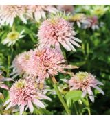 Echinacea purp. 'Cherry Fluff´® 9x9/ odber min. 5 kusov