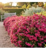 Escallonia ´Red Dream´