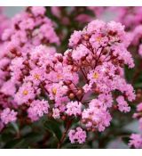 Lagerstroemia indica ´Eveline´®
