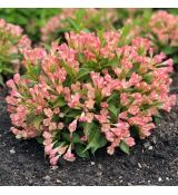 Weigela florida ´All Summer Peach´®