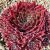 Sempervivum ´Corsair´